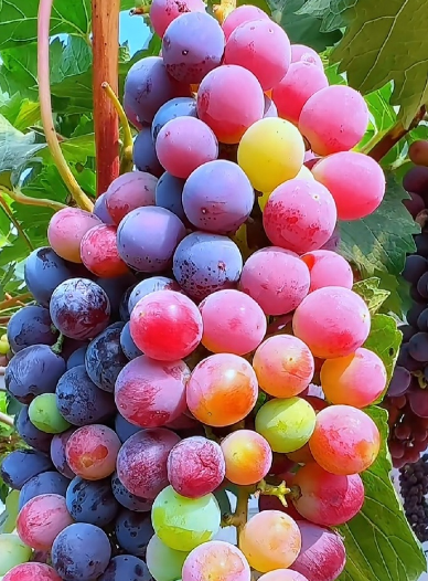 葡萄冷庫建設指南:打造專業(yè)級葡萄保鮮倉儲_上海開冉制冷