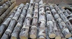 甘蔗可以放冷庫嗎？能放多久