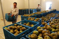 5000噸香梨保鮮冷庫安裝大概投資多少錢？