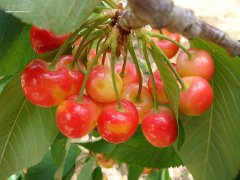 櫻桃儲(chǔ)存在氣調(diào)庫和普通冷藏庫有何區(qū)別