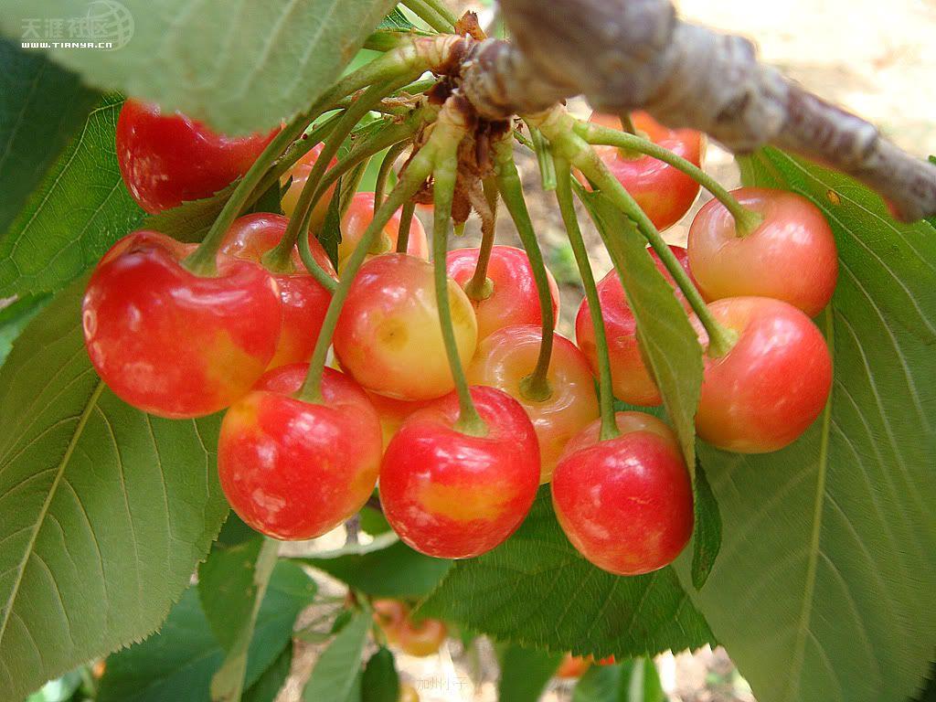 開冉制冷,氣調(diào)庫(kù),普通冷藏庫(kù) 開冉制冷,氣調(diào)庫(kù),普通冷藏庫(kù)