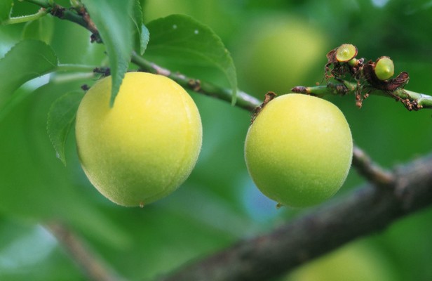 果蔬保鮮庫 果蔬保鮮庫