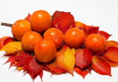 柿子保鮮氣調(diào)庫建設(shè)應用