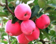 10*24*4的蘋果冷庫多少錢——保溫板