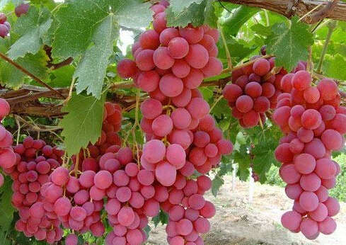 開冉為上?？蛻艚ㄔO(shè)紅提葡萄保鮮冷藏庫一座