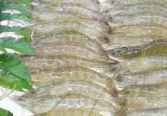 低溫海鮮凍庫建設  設備報價多少？