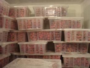 200噸葡萄保鮮庫建造，1000m3葡萄放冷庫可以放多久