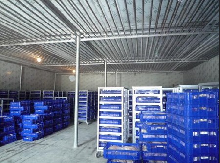 200噸葡萄保鮮庫建造，1000m3葡萄放冷庫可以放多久