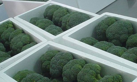 200噸西蘭花保鮮庫(kù)建造，西蘭花冷庫(kù)存儲(chǔ)多久