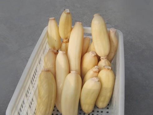 1500立方蓮藕冷庫建造，蓮藕保鮮庫造價怎么算