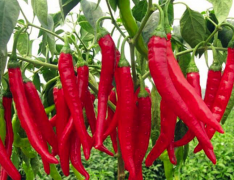 鮮辣椒保鮮庫建造，50噸鮮辣椒在冷庫可以保鮮多久，造價(jià)是多少